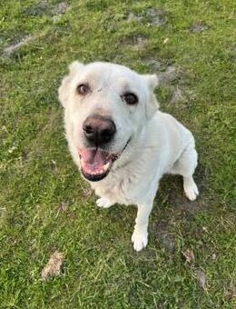 Bruno der Eisbär - Süderdorf