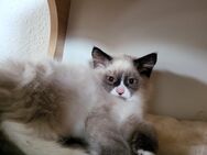 Sibirische Kitten,Neva Masquarade Babykatzen - Aachen