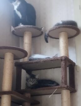 Kitten umstandshalber zu verkaufen - Runkel