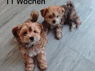 Malteser- Yorkshire Terrier-Rüden(abgabebereit) - Stephanskirchen