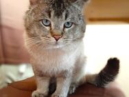 lieber Heiliger Birma Kater abzugeben - 2 Jahre alt - Hannover Kirchrode-Bemerode-Davenstedt