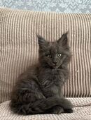 Maine Coon kitten mit großen Pinseln in 23970