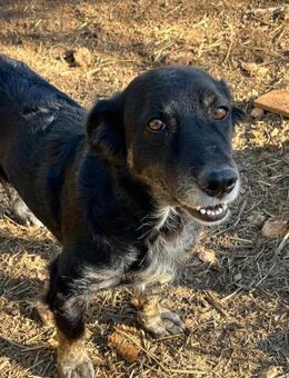 Kayla Unikat auf vier Pfoten - Völklingen