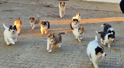 Reinr. Amerik. Colliewelpen m.Ahnentafel dürfen umziehen