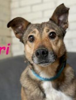 Lori- treu, ruhig & superlieb 01/22 - Ruppertsecken