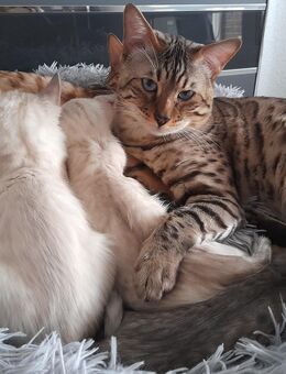 Snow Mink Bengal Kitten. Bengal Kitten. Bengal Katzen. Snow Mink - Essen