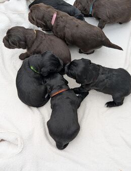 7 Hundewelpen (3 Hündinnen und 4 Rüden) - Bad Nenndorf Zentrum