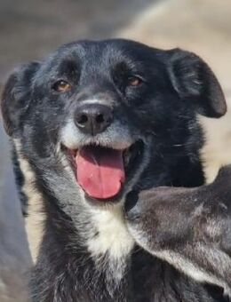 Fonte💜💜💜 möchte die Welt kennenlernen - Bad Karlshafen