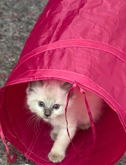 Zwei Ragdoll-Siam-Mix-Kater aus liebevollem Zuhause – Abgabe ab August (Privat) - Daaden