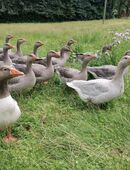 Verkaufe 1 Paar Fränkische Landgänse in 08297