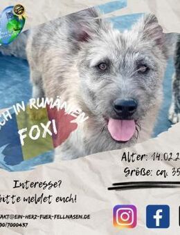 FOXI - möchte fix in Dein Herz hüpfen - Waakirchen