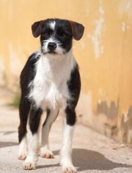 Tess wartet auf ihre Menschen - Duisburg