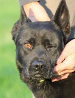 Kiono - zutraulich u. umgänglich - Lohra