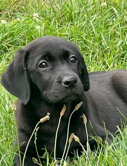 süßes kleines Labrador Mädchen - Altengottern