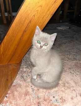 1 verspieler Bkh Kater sucht ein neues Zuhause - Bremen