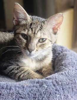 Unsere kleine -Ameise- Mrva - Margetshöchheim