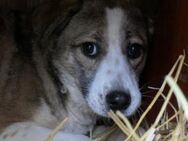 Schüchterne Judy sucht liebevolle Family - Kallmünz
