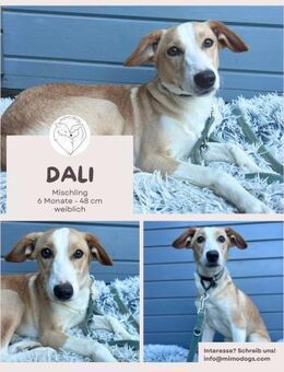 Dali: Feinfühlige Hündin sucht Zuhause - Brühl (Nordrhein-Westfalen)