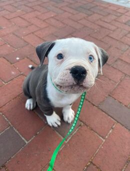 Old English Bulldogge x American Bulldog – besonderer Rüde mit zwei Augenfarben sucht ein liebevolles Zuhause - Hamburg Harburg