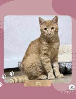 Katzenjunge Fips hofft auf sein Körbchen - Lalendorf