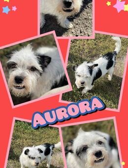 Wer hat ein Körbchen für Hündin Aurora - Nürnberg