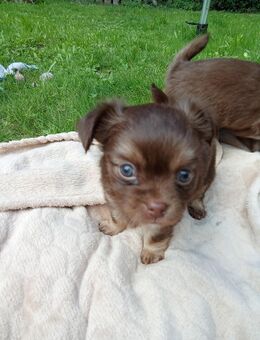 1 süsser Langhaar Chihuahua schoko - Leopoldshöhe