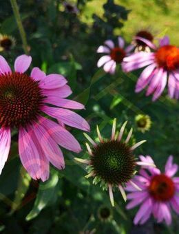 Roter Sonnenhut Samen rot Echinacea Pflanze winterharte Blumen Sonnenhutsamen Saatgut viele rot rosa Blüten Bienenmagnet für Garten und wildflower Balkon Geschenk flower SWR Blumenwiese - Pfedelbach