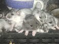 Junge bunte dsungarische Zwerghamster Dschungarische Hamster männlich weiblich Tierversand möglich in 01844