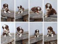 Wunderschöne Australian Shepherd Welpen - Bachhagel