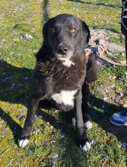 JOKER - sanft, verträglich, freundlich - Aerzen