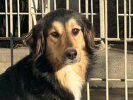 FATIMA - süße nette Hundedame - Regensburg
