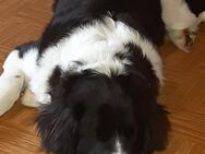 Landseer Leonberger Hündin 8Monate - Dornburg