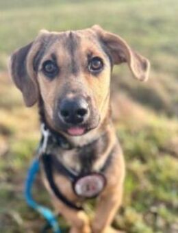 Franz - verspielt & zuckersüß - Kallmünz