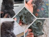Kitten, Katerchen, Hauskatze - Bad Saulgau
