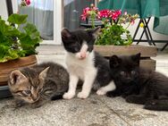Süße Katzen Baby - Molzhain