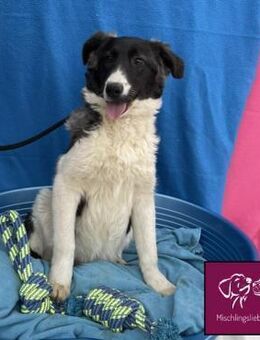 Biff ❤️ Hübscher Hundejunge - Spenge