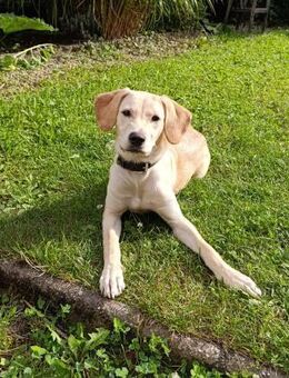 ❤️Daisy...sehr menschenbezogen & sozial - Eutingen (Gäu)