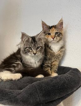 Maine Coon Kitten reinrassig - Hahn