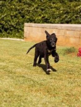 Welpe ♥Cosmo♥ charmanter Schäfi-Mix-Bub - Hamburg