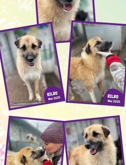 Rüde Bilbo wartet auf sein Glück - Nürnberg