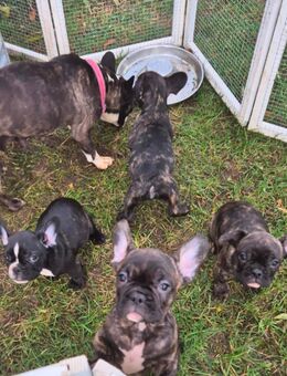 3 süsse Französische Bulldoggen Welpen 2 Rüde und 1Mädchen - Bad Schmiedeberg