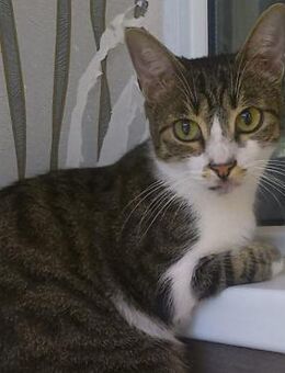 🐱 Schmusetiger Alexa / Alya 🐱 - Eislingen (Fils)