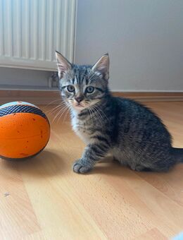 Süßer grau getigerter Kater – 12 Wochen jung, geimpft & entwurmt – sucht liebevolles Zuhause - Rostock