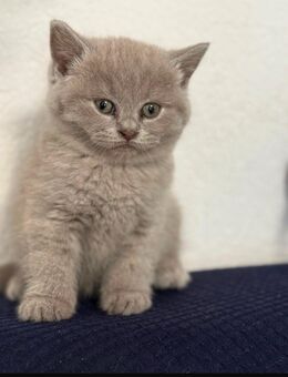 Bkh Kitten - Gladbeck