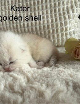 BKH Kitten - Stahlhofen (Wiesensee)