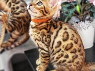 Bengal Kitten mit Stammbaum - Wuppertal