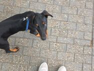 Dobermann Rüde 3,5m mit Ahnentafel, Chip, Eu- Heimtierausweis - Lohne (Oldenburg)
