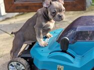 FRANZÖSISCHE BULLDOGGEN WELPEN 1 RÜDE UND 1 MÄDCHEN - Ladbergen