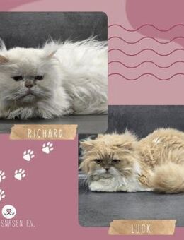 Kater Richard und Luck suchen Dich - Lalendorf