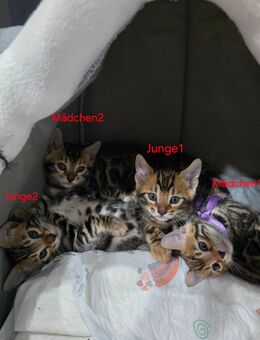 Bengal Baby Katze Reinrassige - Hofheim (Taunus)